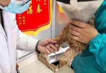 细小病患者洗澡的最佳时机与方法（保持个人卫生，细小病恢复更快速）