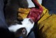 边境牧羊犬善良与咬人事件不相干（展现边境牧羊犬温柔和忠诚的一面）