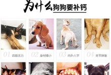 宠物的健康问题——以马犬缺钙为例（了解马犬缺钙对宠物健康的影响及预防方法）