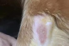 柯基眼疾（了解柯基眼疾的类型和预防措施，让你的宠物远离眼疾困扰）