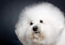 家里的比熊犬意外怀孕了，要几个月才生？（了解比熊犬的妊娠周期，为家中宠物做好准备）