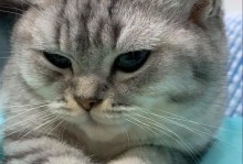 猫崽的肥食之道（揭秘猫崽喜食肥料的原因和种类）