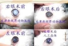 狗白内障术后多久能看到？（术后视力恢复时间及注意事项。）