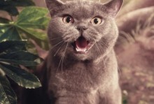 警惕！猫狗刺客（揭秘猫狗刺客致命行动，为你的毛孩保驾护航）