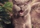 警惕！猫狗刺客（揭秘猫狗刺客致命行动，为你的毛孩保驾护航）