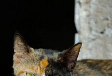 纯白色黄眼猫——纯洁之美（白色黄眼猫的特征、性格和适应环境）