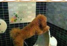 三个月大的狗憋尿能憋多久？（探究幼犬憋尿能力及解决方法）