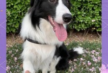 如何照顾边牧幼犬？（边牧幼犬每天所需狗粮量及照顾技巧）