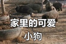 狗狗（为什么狗狗能成为人类最忠实的伴侣？）