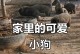 狗狗（为什么狗狗能成为人类最忠实的伴侣？）