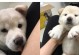以什么东西奖励狗狗才是最有效的？（挑选适合狗狗的奖励方法与物品）