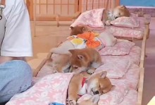 小幼狗的洗澡时间和注意事项（正确护理幼犬的必要条件及洗澡频率）