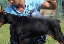 以多伯曼犬为宠物的饲养方法（了解多伯曼犬的特点，从饲养到训练全面关注）