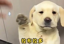 拉布拉多生理期多久？解析拉布拉多犬的发情周期（了解拉布拉多犬的发情周期，为宠物健康护航）