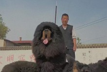 藏獒与狼（探讨藏獒与狼的实力差异，价格与价值之间的关系）