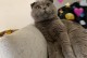 猫咪膀胱炎的治愈时间及方法探究（揭秘猫咪膀胱炎的治疗时间和有效方法，帮助猫咪尽快康复）