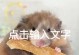 仓鼠的牙齿磨砺之道（如何为仓鼠提供适合磨牙的替代品）