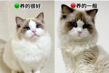 布偶猫绝育手术费用和注意事项详解（布偶猫绝育手术费用、手术后护理要点）