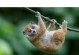 猴子宠物的种类及养护指南（探索猴子宠物世界，打造和谐宠物生活）