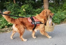 选择合适的时间来购买一只狗（为你的新成员挑选最佳时机）