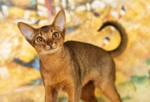 掉毛厉害的宠物大盘点（探究狗狗、猫咪、兔子等宠物掉毛严重的原因及解决方法）