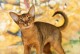 掉毛厉害的宠物大盘点（探究狗狗、猫咪、兔子等宠物掉毛严重的原因及解决方法）