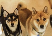 训练柴犬的五个实用技巧，事半功倍！（让你的柴犬成为乖巧听话的伙伴）