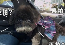 泰迪犬常见疾病及解决方法（宠爱泰迪犬，健康呵护从今天开始）