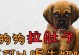 狗狗拉肚问题解决方案（如何通过饮食改善狗狗拉肚问题）