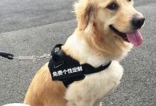 如何选择适合拉布拉多的狗链？（拉布拉多狗链选择指南及关键要素解析）