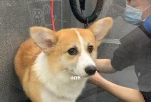 柯基犬美容（以宠物为主，从洗浴到造型全方位呵护你的柯基犬）