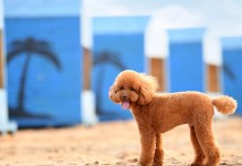 探究泰迪犬毛发褪色的原因（解析泰迪犬毛发褪色的可能原因及防治方法）