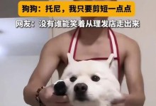 探究萨摩耳朵毛处理的最佳时机（多久处理才是最好？）
