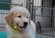 蝴蝶犬剪毛（探索不同蝴蝶犬剪毛造型，打造个性宠物美容）