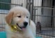 蝴蝶犬剪毛（探索不同蝴蝶犬剪毛造型，打造个性宠物美容）