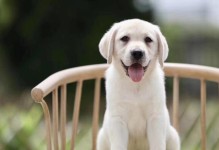 拉布拉多犬的标准体重及肥胖危害（了解拉布拉多犬的理想体重，避免肥胖引发的健康问题）