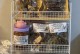 狗崽最爱吃什么？解密它们的口味偏好（揭秘狗崽最喜欢的食物及其营养需求）