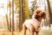 教你如何训练泰迪犬大小便（从宠物教育专家角度出发，让泰迪成为“干净利落”的好宝宝）