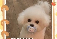 以比熊喂养注意事项（宠物比熊喂养指南，从饮食到健康）