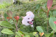 如何训练柴犬成为听话的好伙伴（柴犬训练的关键技巧和时间规划）