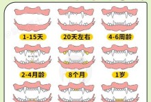 如何选购适合自己的宠物狗（新手买狗入门攻略，帮助你选择合适的狗狗伙伴）