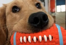 泰迪幼犬的磨牙行为及其原因（探究泰迪幼犬为何如此热衷于磨牙？）