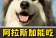 阿拉斯加幼犬的健康饮食之道（除了狗粮，还有什么可以给阿拉斯加幼犬提供营养？）
