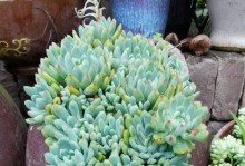 以草金种的水草世界（探索水下植被的魅力与多样性）