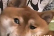 狗狗的忧郁表情是什么？（探究狗狗表情背后的内心世界）