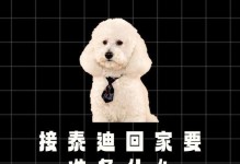 准备迎接泰迪狗宝宝的必备物品（为你的泰迪宝宝做好充分准备）