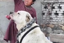 狗与牛（狗的忠诚与牛的奉献，它们在人类社会中扮演的不同角色）