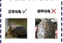 乌龟不进食的原因分析与解决方法（探究乌龟食欲不振的原因及可行的喂食方法）