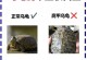 乌龟不进食的原因分析与解决方法（探究乌龟食欲不振的原因及可行的喂食方法）