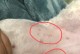 比熊易患皮肤病的原因与预防措施（了解比熊易患的皮肤病，关爱你的毛绒宝贝）